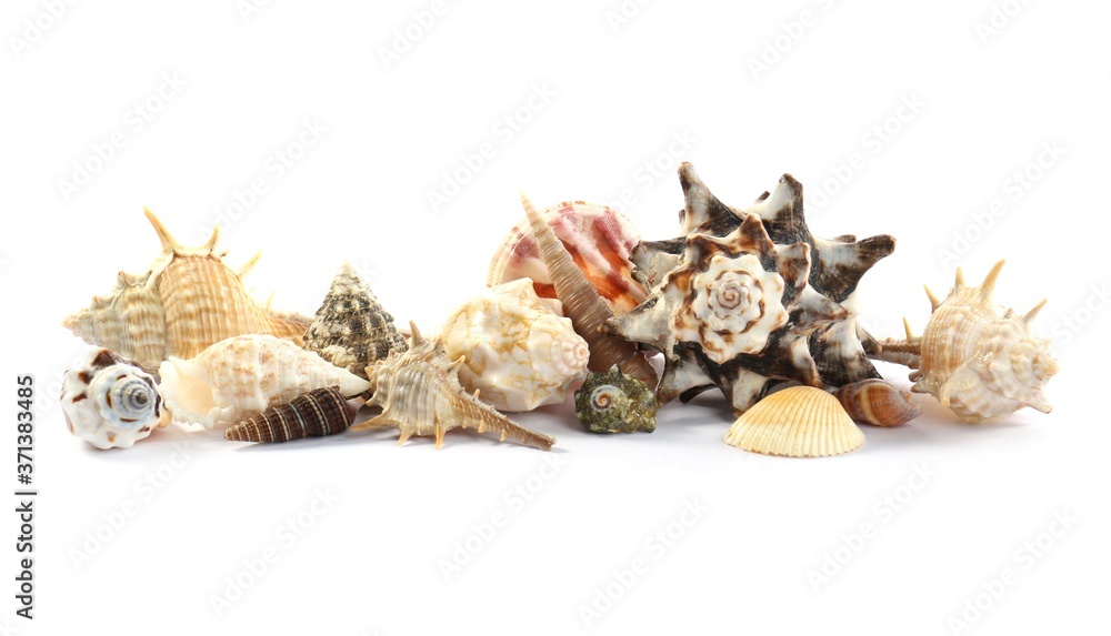 Beautiful exotic sea shells isolated on white Beautiful exotic sea shells isolated on white