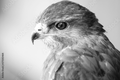 Black and white detail of a buzzard