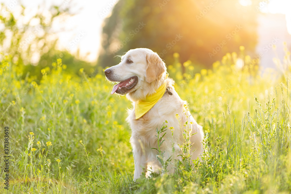 Golden retriever dog sitting on sunny blooming meadow