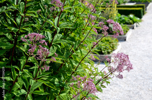 A tall, imposing perennial with stiff erect, conspicuously purple stems At the end of summer and in autumn, the hemispherical inflorescences of pink flowers revive the appearance of the plant. Hardy photo