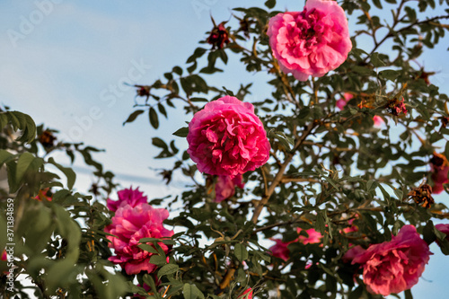 garden pink rose against the blue sky