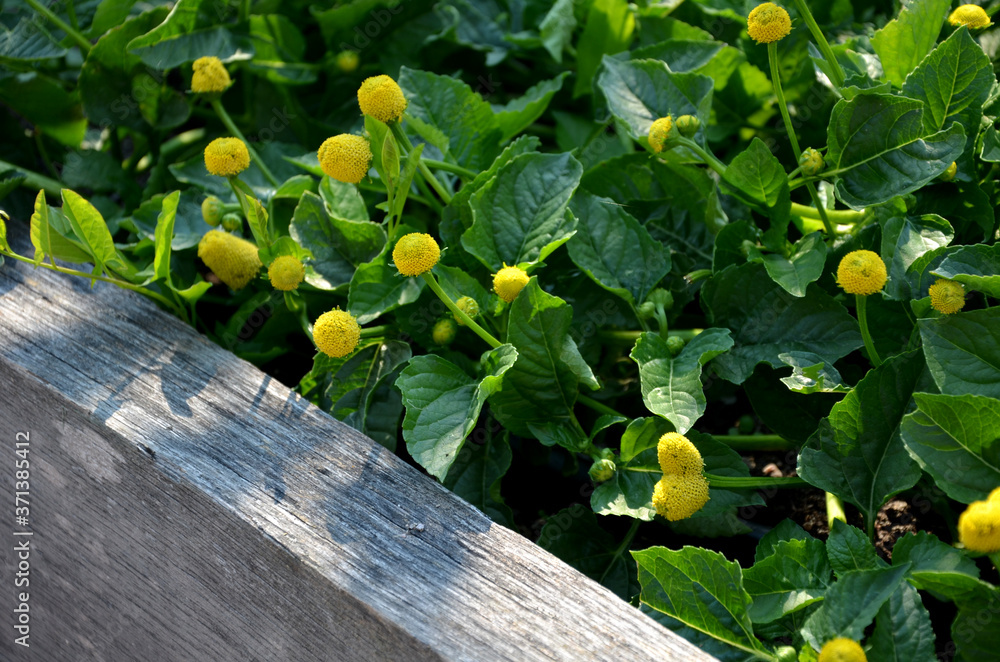 known for sore throat. It is commonly grown behind windows like a