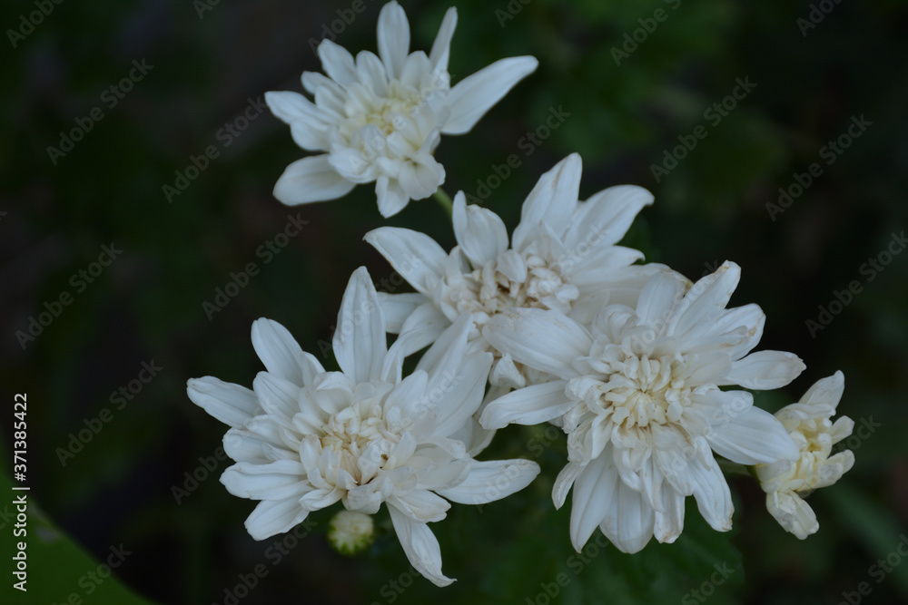 白い菊
白い菊