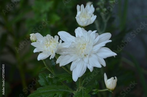 白い菊 