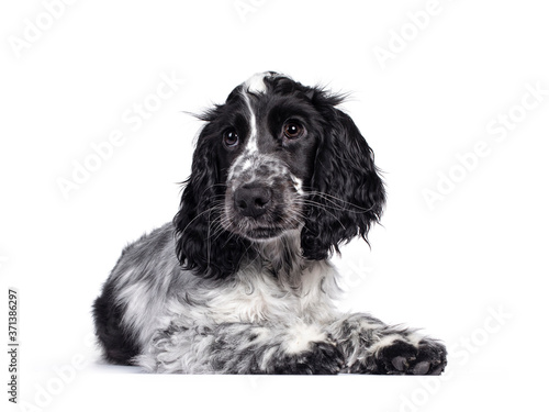 Cute young blue roan Cockerspaniel dog / puppy, laying down side ways. Looking beside camera with dark brown eyes. Isolated on white background.