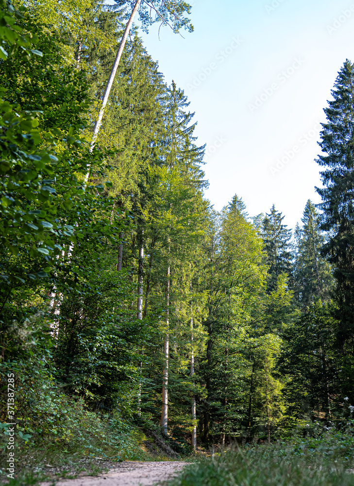 Waldweg