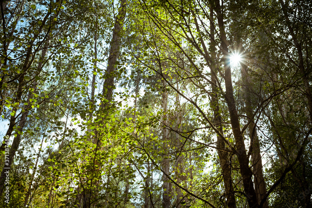 Fototapeta premium Wanderlust sun flare coming through trees and leaves into forest at Belelle river, A Capela, Galicia
