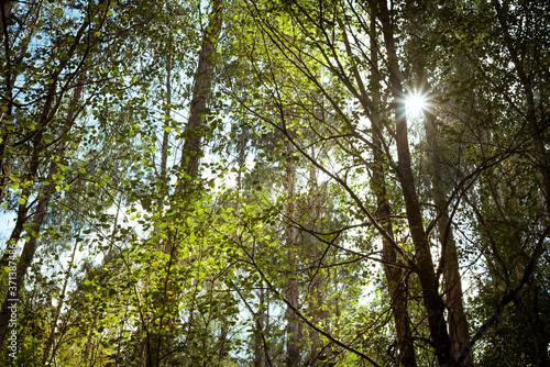 Wanderlust sun flare coming through trees and leaves into forest at Belelle river, A Capela, Galicia photo