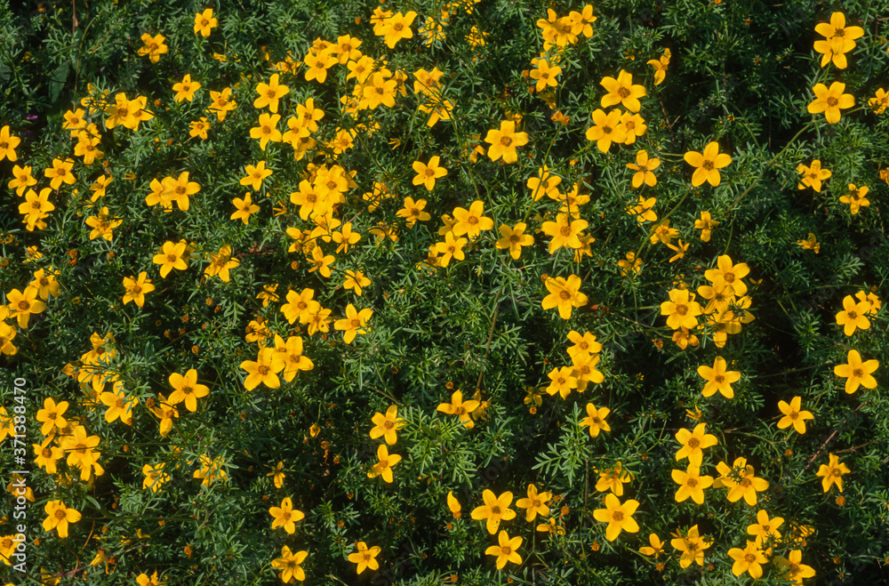 Bidens, Bidens procera