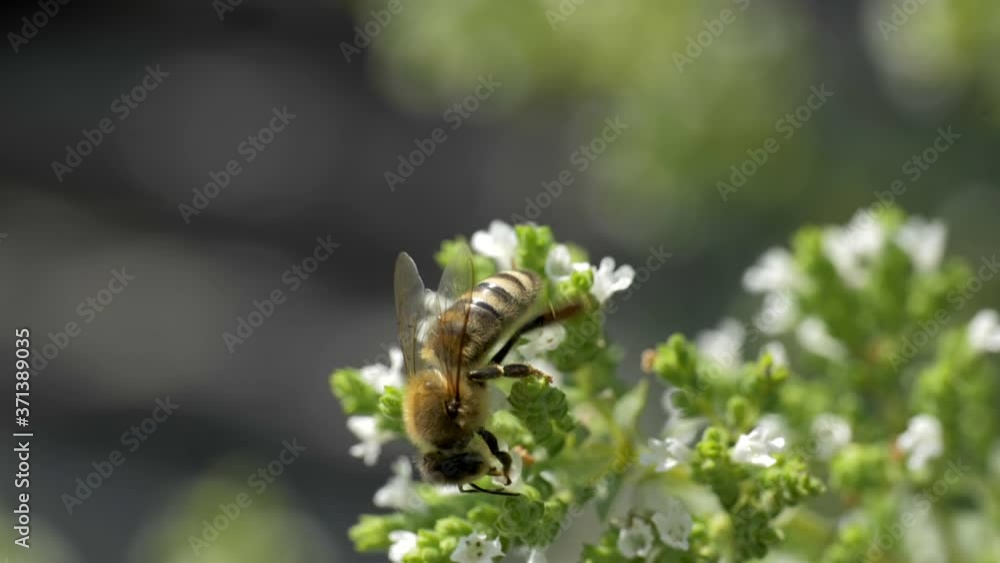 Close up of one honey bee flying around honeysuckle flowers bee collecting nectar pollen on spring sunny day slow motion Close up of one honey bee flying around honeysuckle flowers bee collecting nectar pollen on spring sunny day slow motion
