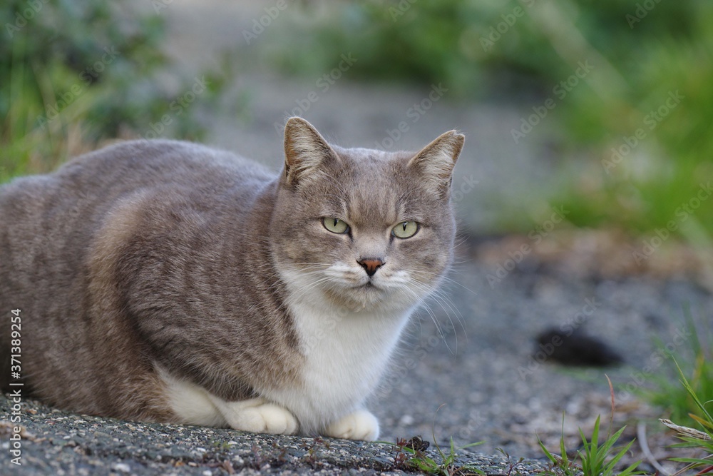 可愛いねこ