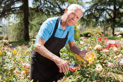 Senior male cutting branches of blooming roses at flowerbed © JackF