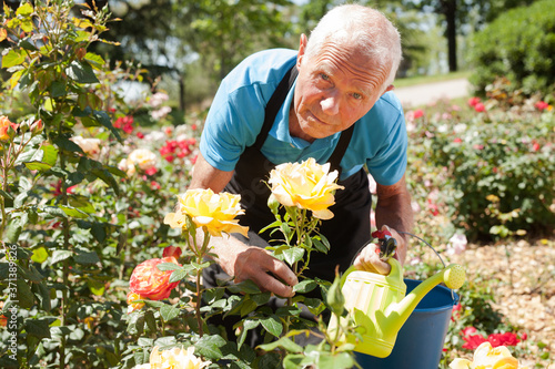 Portrait of senior man holding bucket and watering can at roses flowerbed in park © JackF