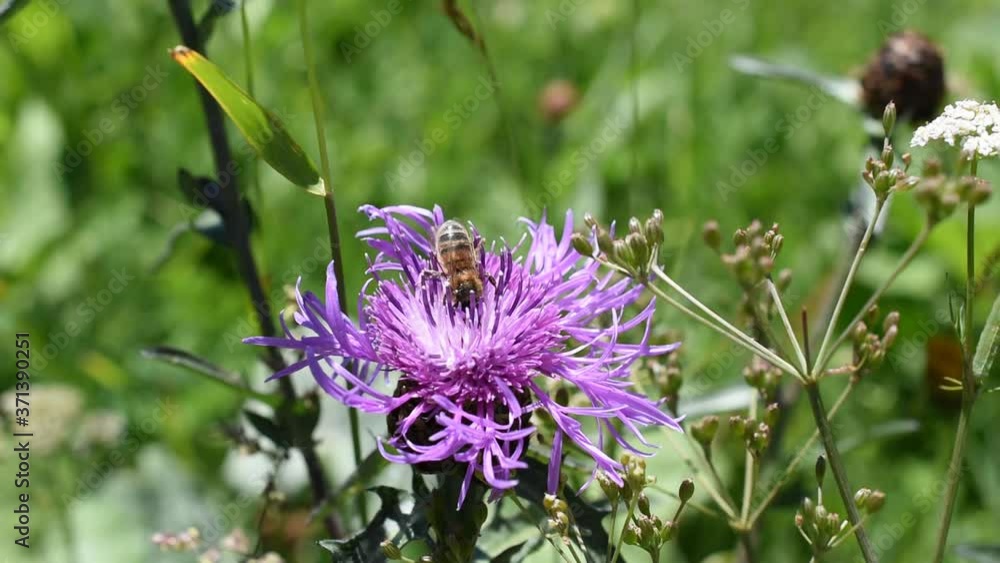 Closeup of a honey bee on the flower of brown knapweed Closeup of a honey bee on the flower of brown knapweed