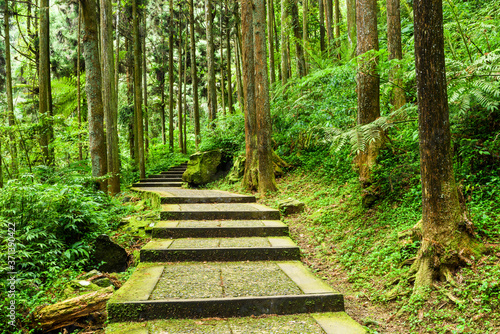 The forest stone stairs path passes through the forest in Zhushan Nantou, Taiwan.