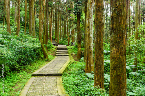 Stone stair footpath through the forest of Xitou Nature Education Area in Nantou, Taiwan. photo