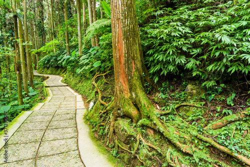 View of the footpath through the forest in Xitou Nature Education Area in Nantou, Taiwan. photo