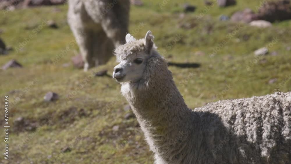 An alpaca in the Peruvian Andes looking at the camera. Close Up. An alpaca in the Peruvian Andes looking at the camera. Close Up.