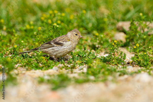 Citril finch, Carduelis citrinella, yellowish little bird in the grass looking for seeds, Spain
