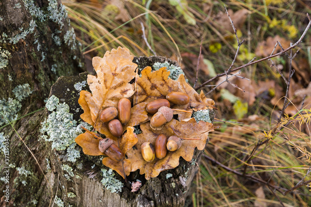 Landscape images of late autumn in Syzran district of Samara region Landscape images of late autumn in Syzran district of Samara region