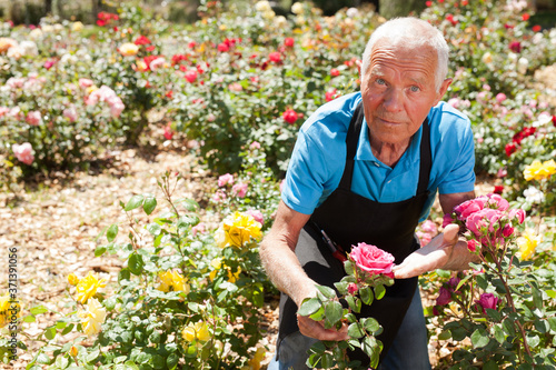 Portrait of senior man gardener at flowerbed with rose bushes in park