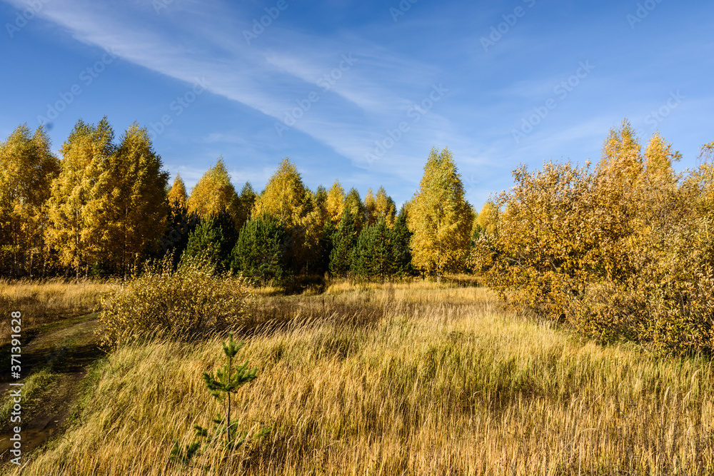 Fototapeta premium Landscape images of an autumn forest