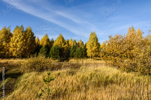 Landscape images of an autumn forest