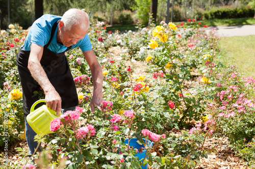 Cheerful mature man watering roses at flower bed on sunny day