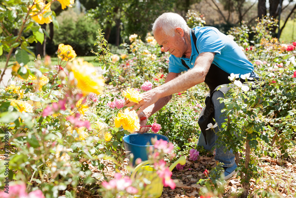 Fototapeta premium Senior male cutting branches of blooming roses at flowerbed