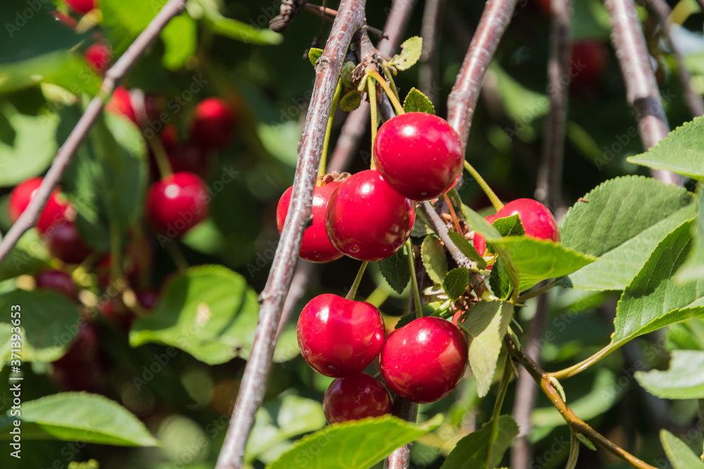 Cherry ripe in the home garden on the banks of the Volga Cherry ripe in the home garden on the banks of the Volga