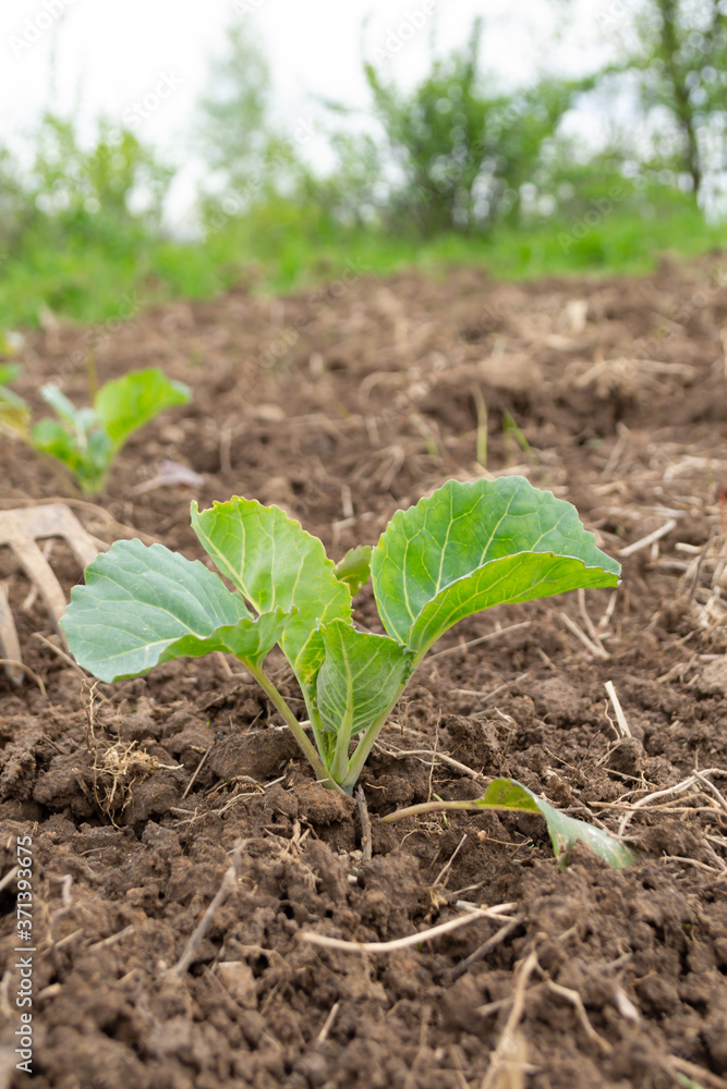 young green plant in soil young green plant in soil