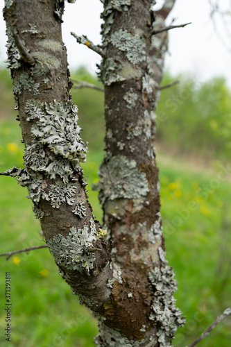 tree trunk with green moss