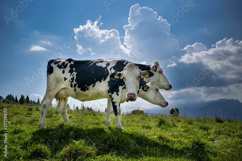 Photos Photomontage of cow grazing in the mountains with three heads in different positions