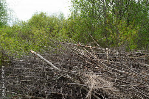 Wallpaper Mural a pile of firewood in the forest Torontodigital.ca