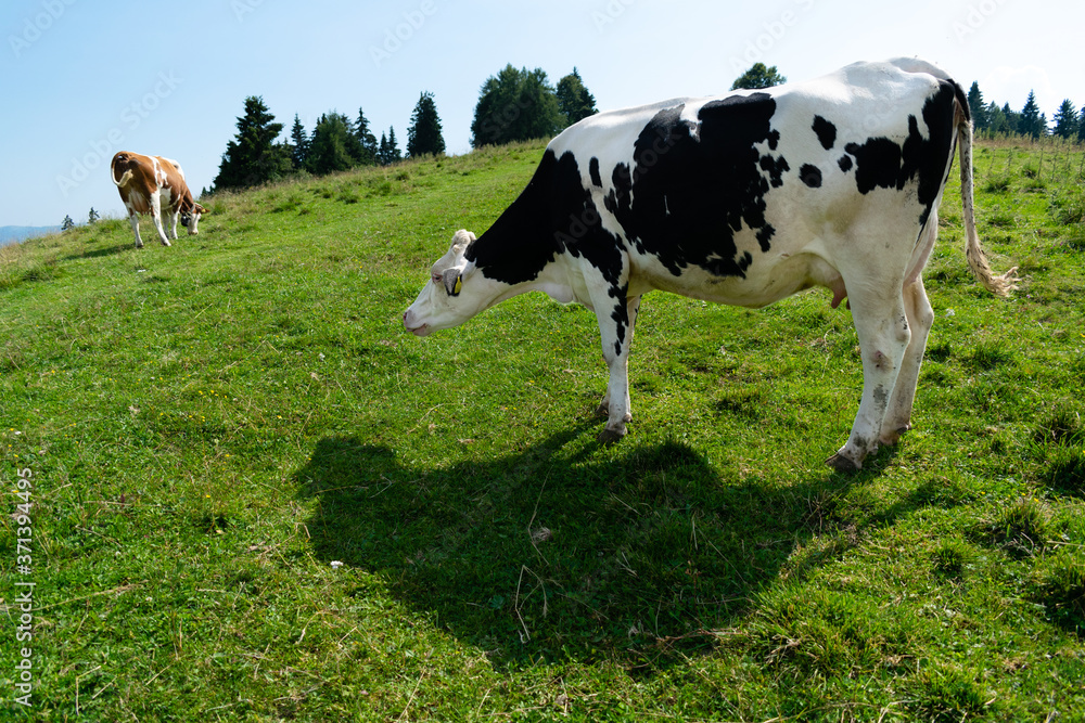 Sustainable farming, free grazing cow in mountain meadow. Dairy cow profile grazing in the open air Sustainable farming, free grazing cow in mountain meadow. Dairy cow profile grazing in the open air