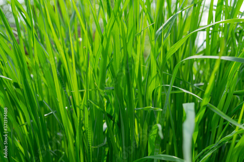 green grass background