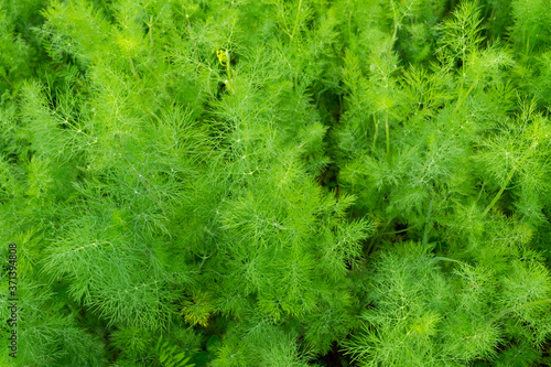 close-up of green dill