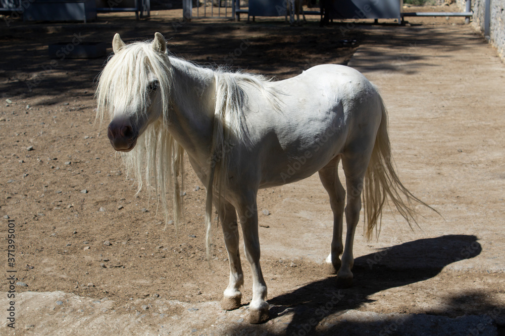 white long hair unicorn horse portrait in the outdoor zoo white long hair unicorn horse portrait in the outdoor zoo
