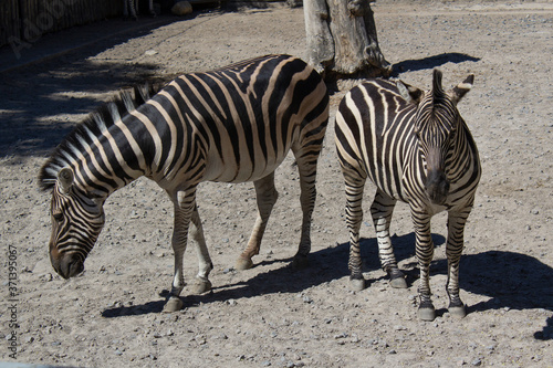 couple of zebra wild animals in the zoo