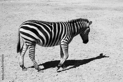 black and white photo of zebra Africa animal in the wild