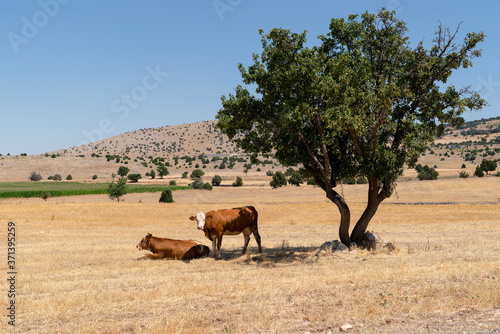 Two red cattle trying to protect themselves from the sun in the shade of the tree..