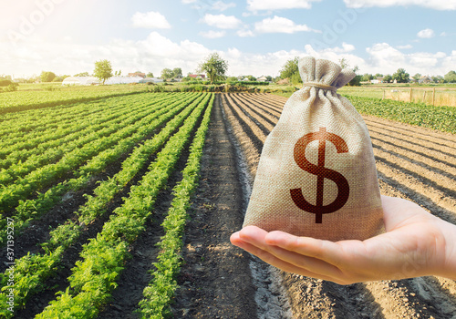 Hand holds out a dollar money bag on a background of a carrot plantation. Support and subsidies. Farm loans. Lending farmers for purchase land and seed material, modernization. Revival of the village. photo
