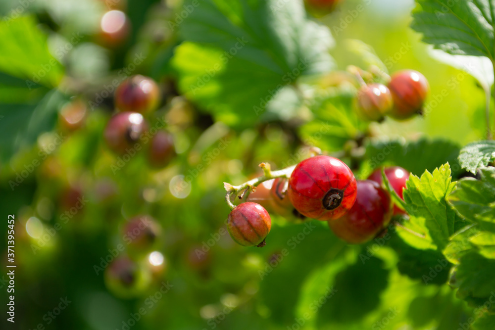 Obraz premium red currant berries