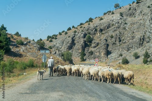 Fototapeta Naklejka Na Ścianę i Meble -  Back view of shepherd take her sheep to graze on the asphalt road between the mountains