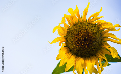 sunflower against the sky