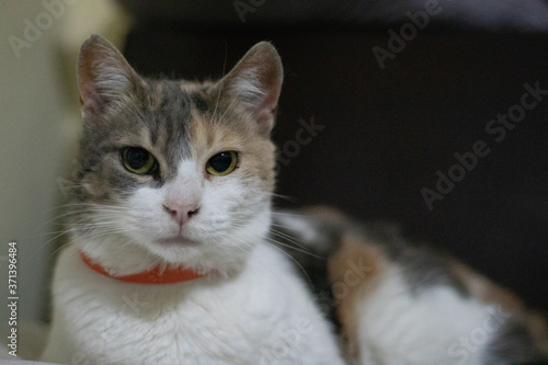 Foto Retrato de un gato en casa