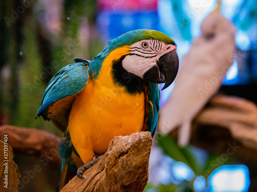 Portrait of colorful Macaw parrot.