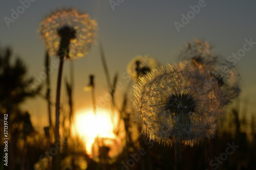 White dandelion air heads on sunset background. Spring evening in the Western Urals. photo