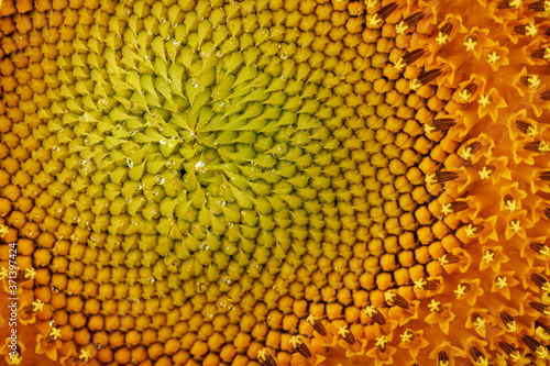 Sunflower blooms natural background close-up. Yellow texture