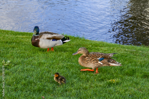 Holland landscape with ducks by the water photo